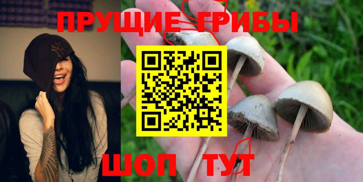 Псилоцибиновые грибы Cubensis Дедовск